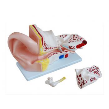 Ear modello anatomico XC-303A