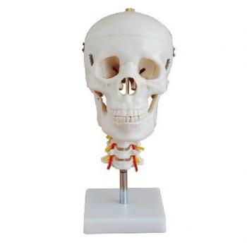 Cranio con il modello della Colonna cervicale