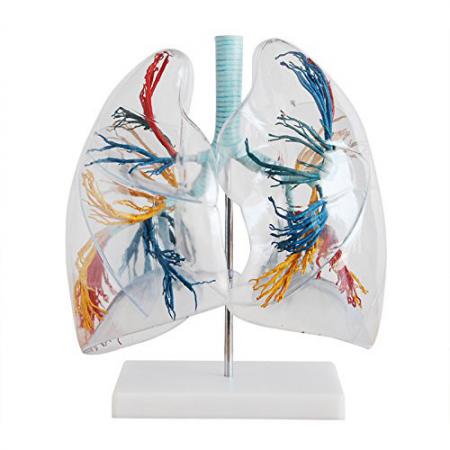 Trasparente Lung Model polmoni anatomia Lung Teaching Model la distribuzione dell' albero bronchiale