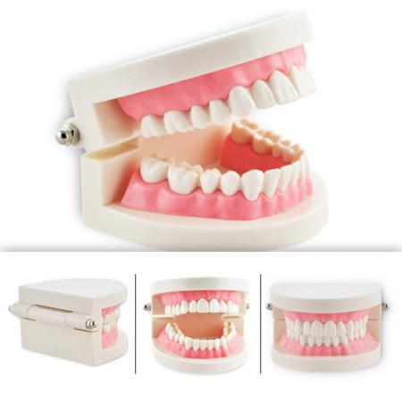 Study Teaching dimostrazione denti standard Model