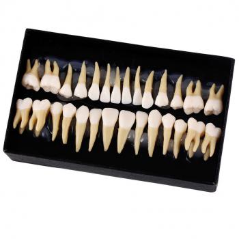 3set Superior permanente denti dimostrazione insegnare studio Model