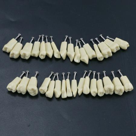 32 pezzi Denti Rimovibili Modello Standard per Restauro Dentale (Compatibile Frasaco AG3 Typodont)