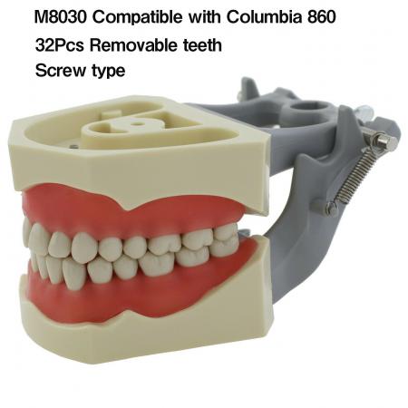Dentale M8030 Typodont Restauro Modello 32 Pz Denti Columbia 860 Compatibile