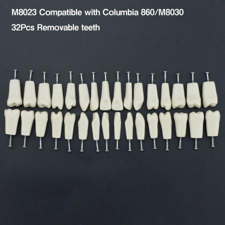 32 pezzi Denti Rimovibili Modello Standard per Restauro Dentale (Compatibile Columbia 860 Typodont)