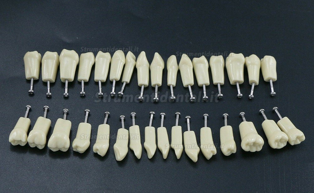 32 pezzi Denti Rimovibili Modello Standard per Restauro Dentale (Compatibile Frasaco AG3 Typodont)