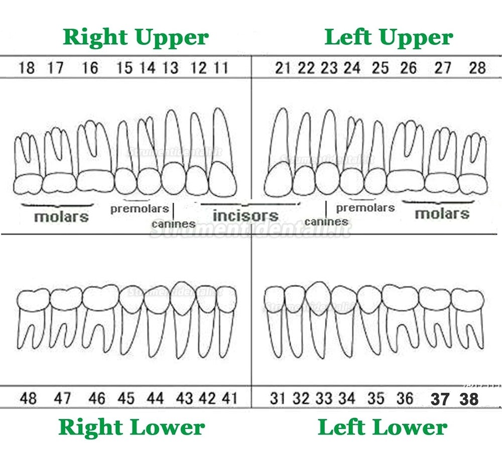 32 pezzi Denti Rimovibili Modello Standard per Restauro Dentale (Compatibile Frasaco AG3 Typodont)