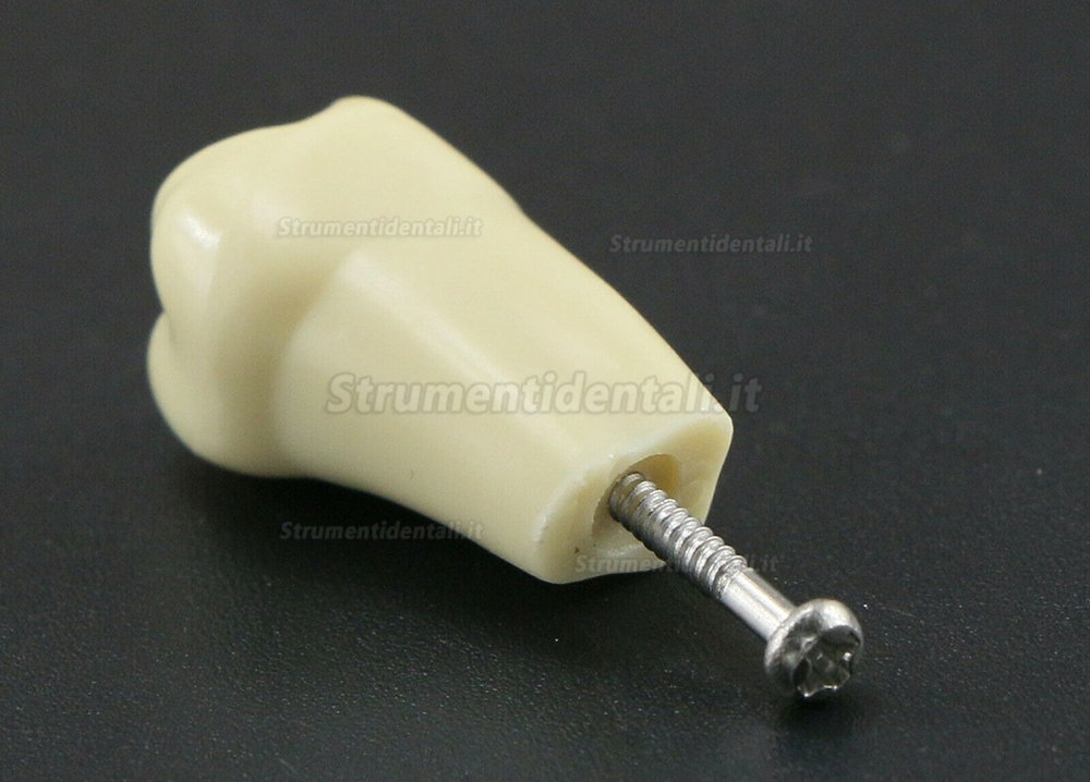 32 pezzi Denti Rimovibili Modello Standard per Restauro Dentale (Compatibile Frasaco AG3 Typodont)