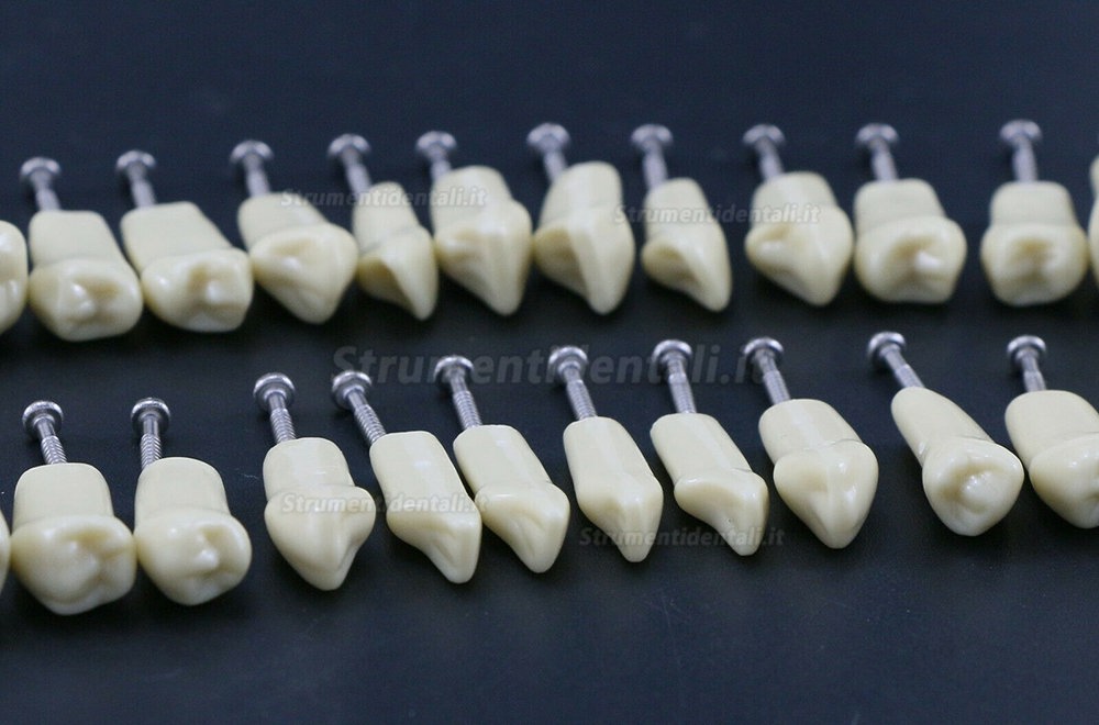 32 pezzi Denti Rimovibili Modello Standard per Restauro Dentale (Compatibile Frasaco AG3 Typodont)