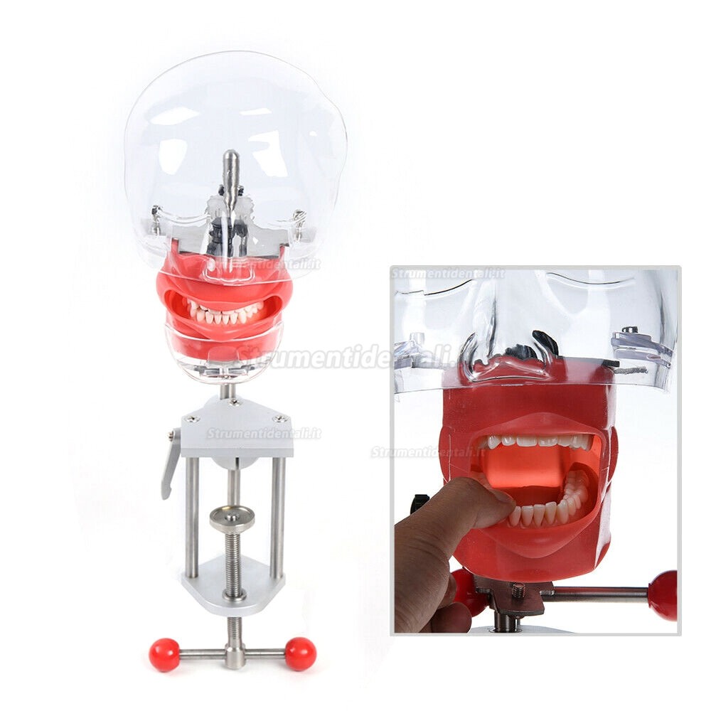 Best® BD-402 Riunito odontoiatrico portatile + LY-L201 Corredo della manipoli odontoiatrici + Manichino didattico per cure odontoiatriche + Fotopolimerizzazione Best® BD-402 Riunito odontoiatrico portatile + LY-L201 Corredo della manipoli odontoiatrici + Manichino didattico per cure odontoiatriche + Fotopolimerizzazione