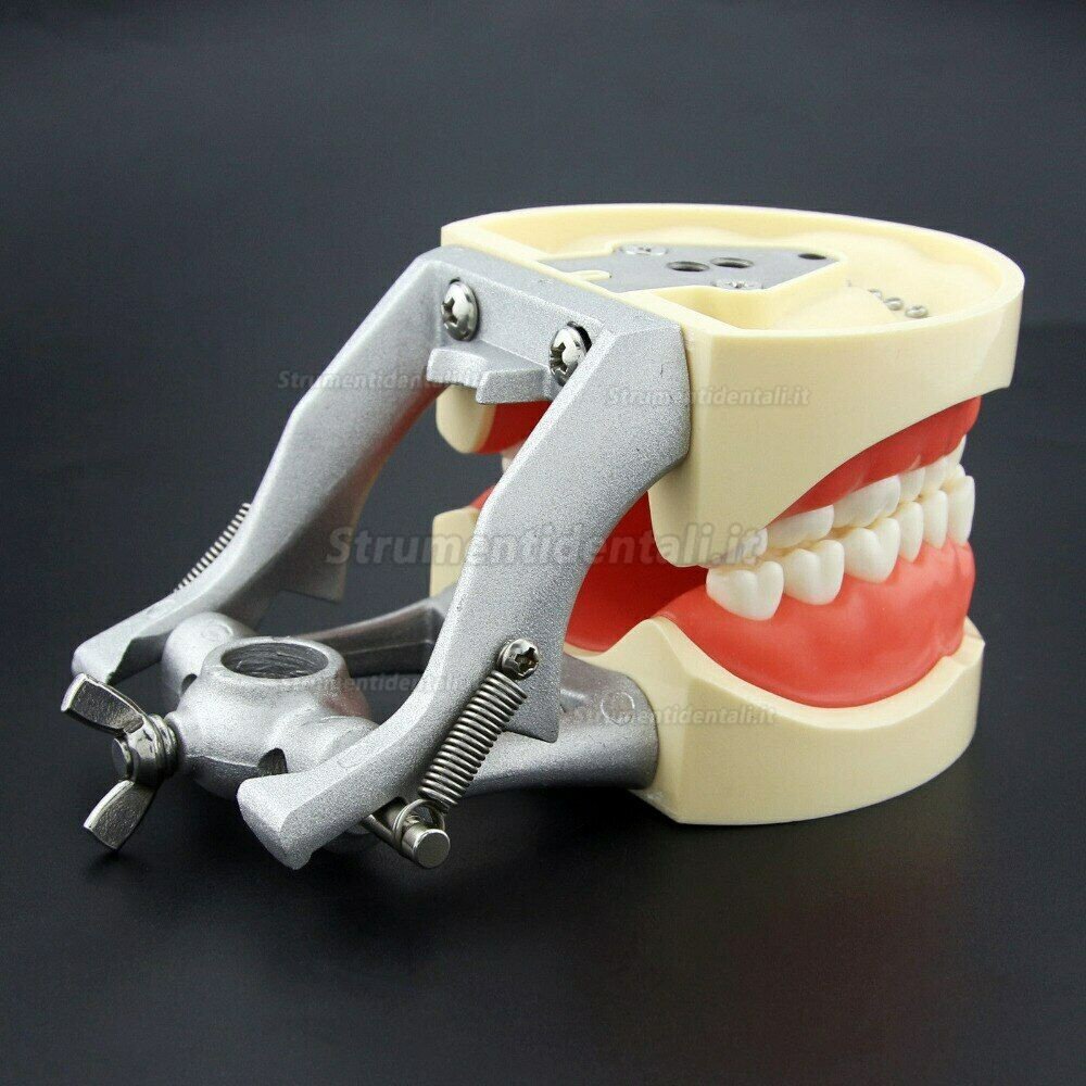 2 Pz Modelli di Insegnamento Dentale, Modello Standard Dentale Adatto