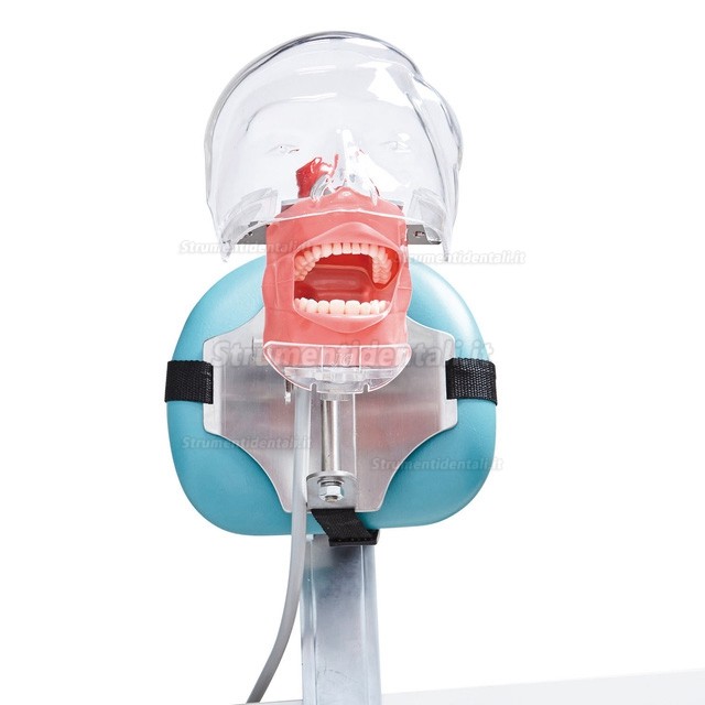 Jingle C6-3 Dental Training Practice Phantom Manikin Head