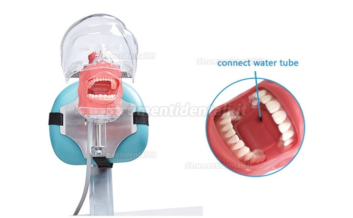 Jingle C6-3 manichino didattico per cure odontoiatriche compatibile Nissin Kilgore