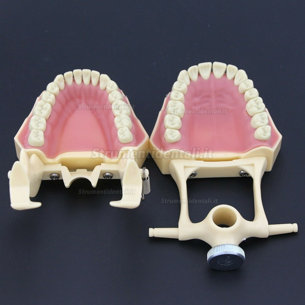 Modello di dente dentale Modello di dentista didattico standard Modello di denti Modello di laboratorio di odontoiatria Materiale Strumento per dentista Strumenti dentali  66