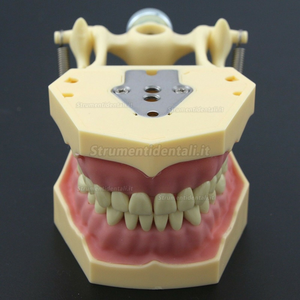 Dentale M8014-2 Typodont Restauro Modello Frasaco Ag3 Compatibile