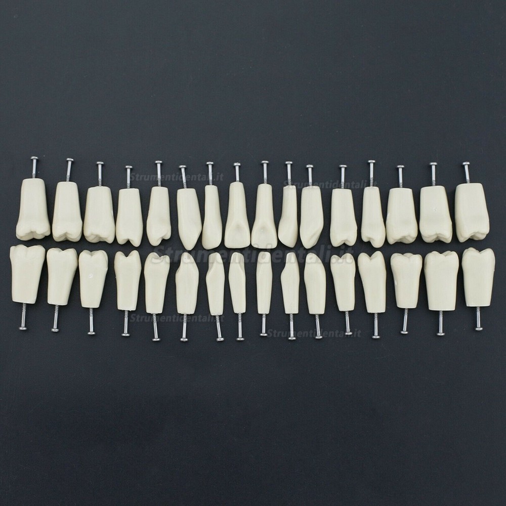 32 pezzi Denti Rimovibili Modello Standard per Restauro Dentale (Compatibile Columbia 860 Typodont)