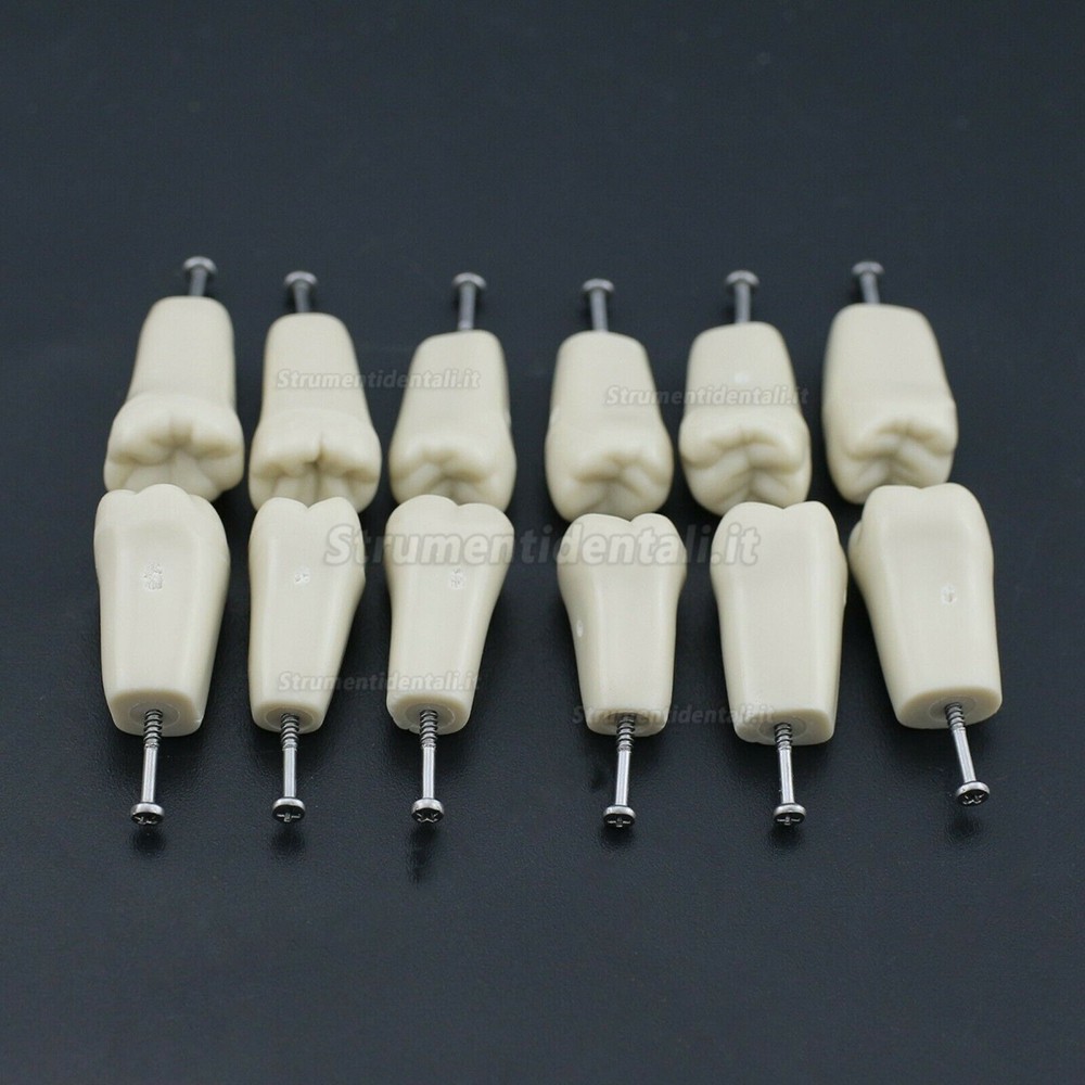 32 pezzi Denti Rimovibili Modello Standard per Restauro Dentale (Compatibile Columbia 860 Typodont)