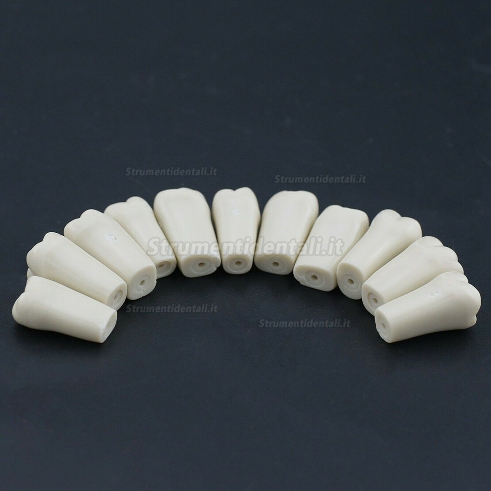 32 pezzi Denti Rimovibili Modello Standard per Restauro Dentale (Compatibile Columbia 860 Typodont)