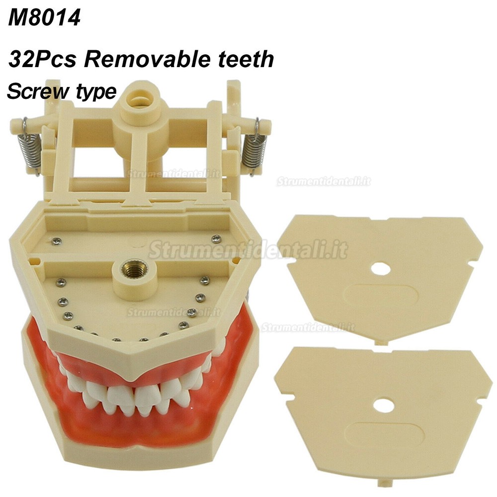 Dentale M8014 Typodont Restauro Modello 32 Pz Denti Frasaco Ag3 Compatibile