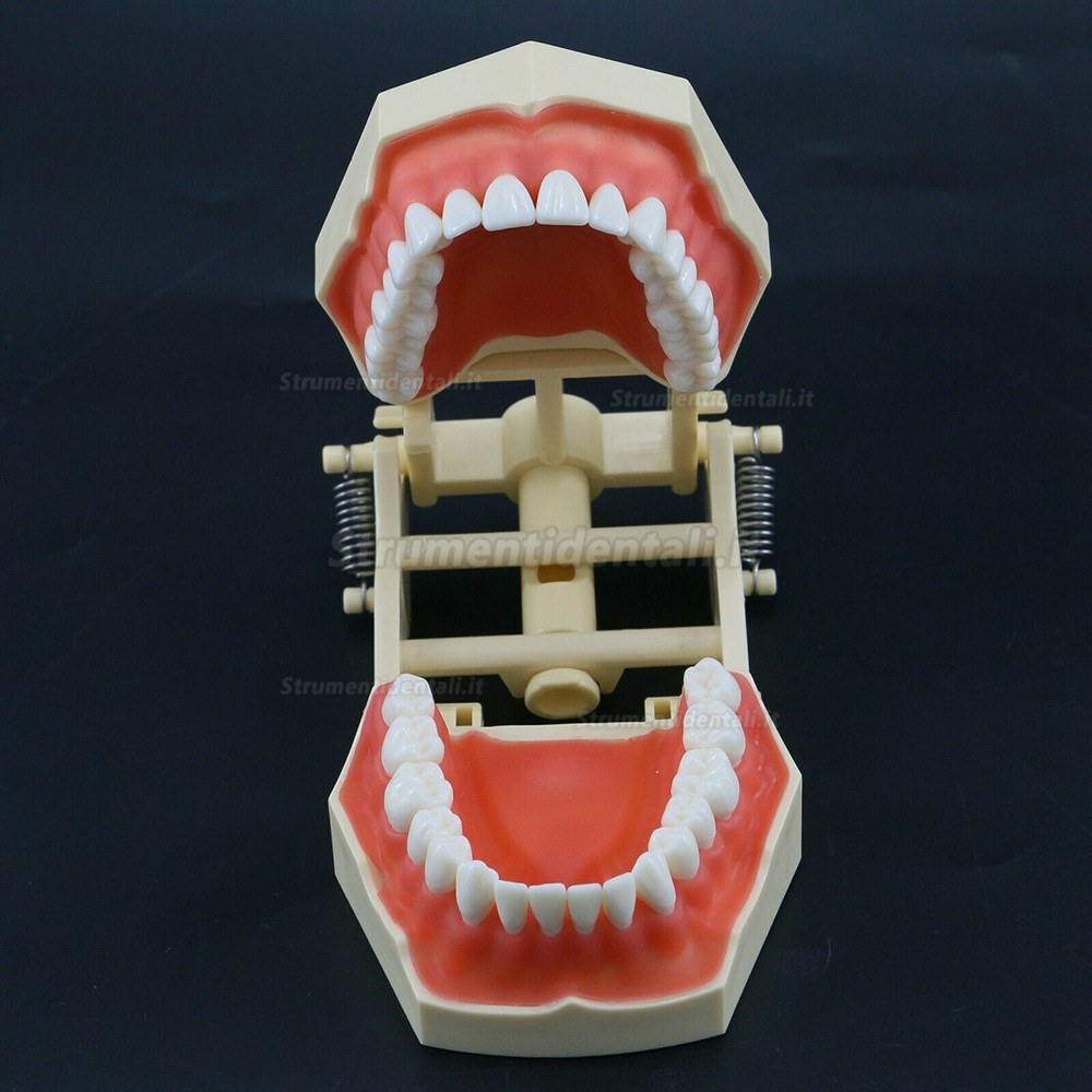 Dentale M8014 Typodont Restauro Modello 32 Pz Denti Frasaco Ag3 Compatibile