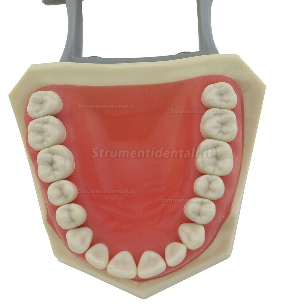 Dental Restorative Typodont Model 32Pcs Teeth M8030 Compatible with Columbia 860