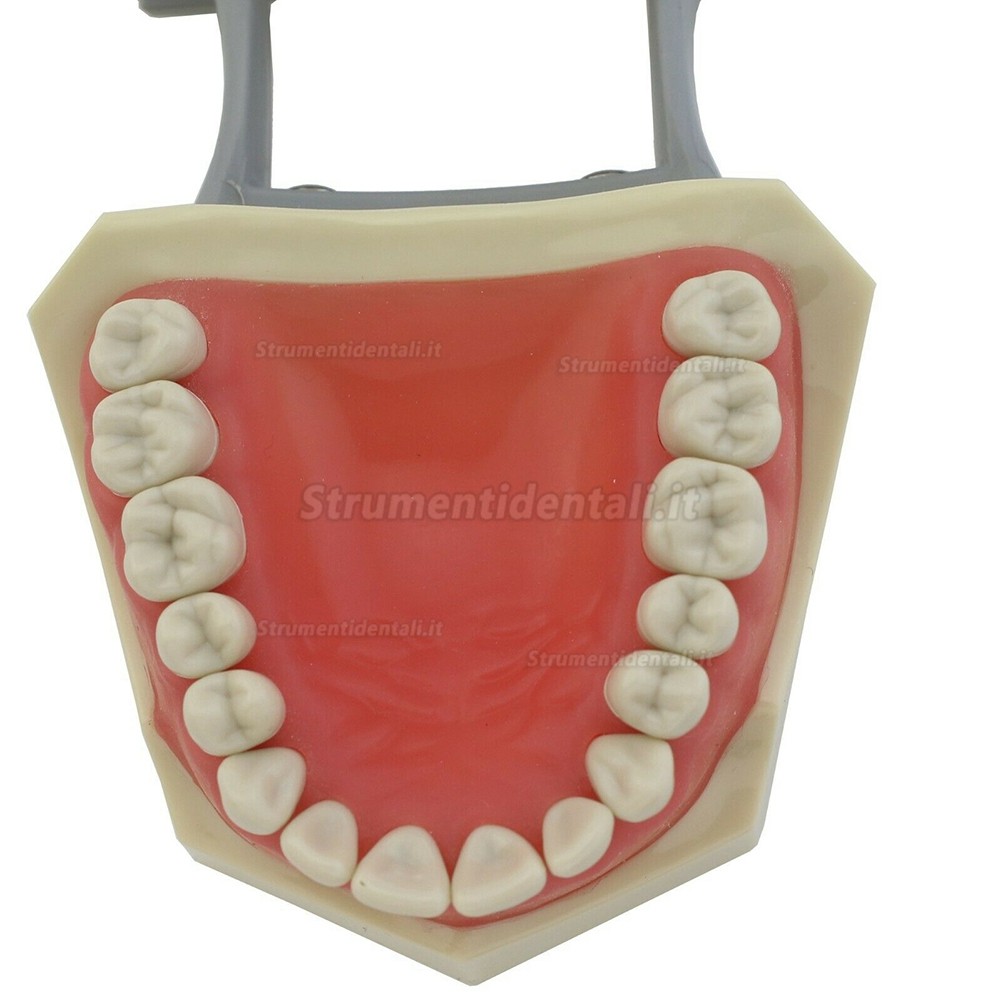 Dental Restorative Typodont Model 32Pcs Teeth M8030 Compatible with Columbia 860
