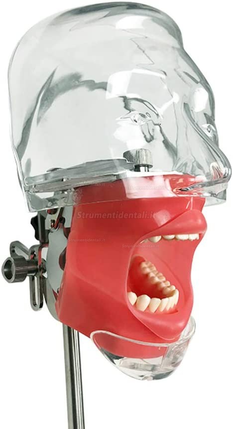 Manichino didattico per cure odontoiatriche (simulatori dentali da banco)