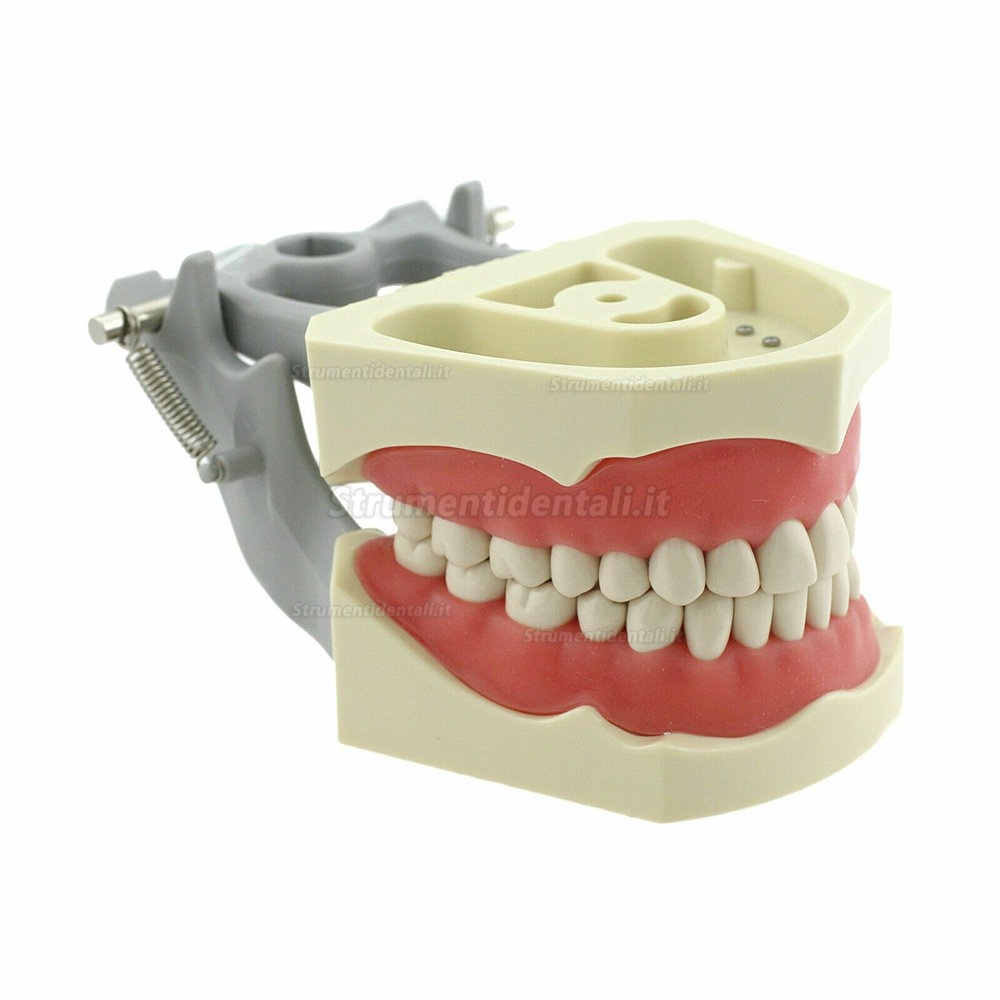 Modello dentale Typodont con montaggio su palo (Denti da allenamento da 32 pezzi)