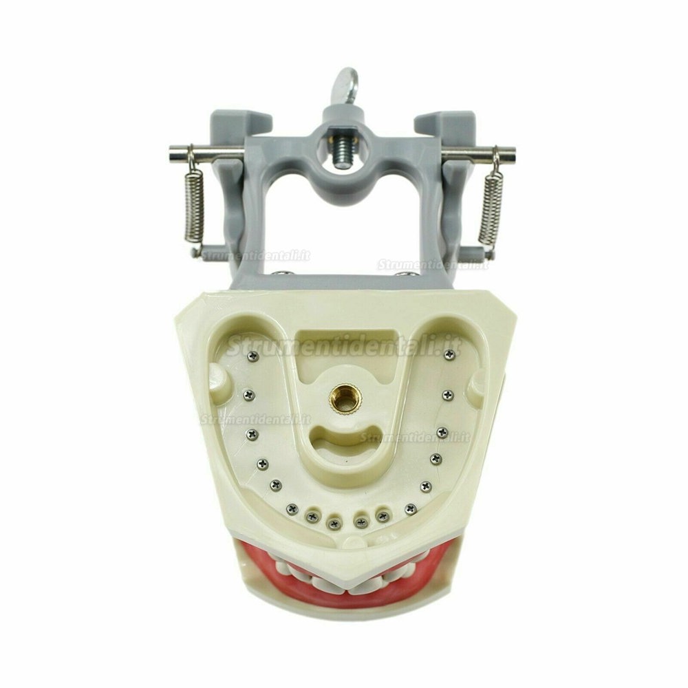 Modello dentale Typodont con montaggio su palo (Denti da allenamento da 32 pezzi)