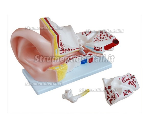 Ear modello anatomico XC-303A